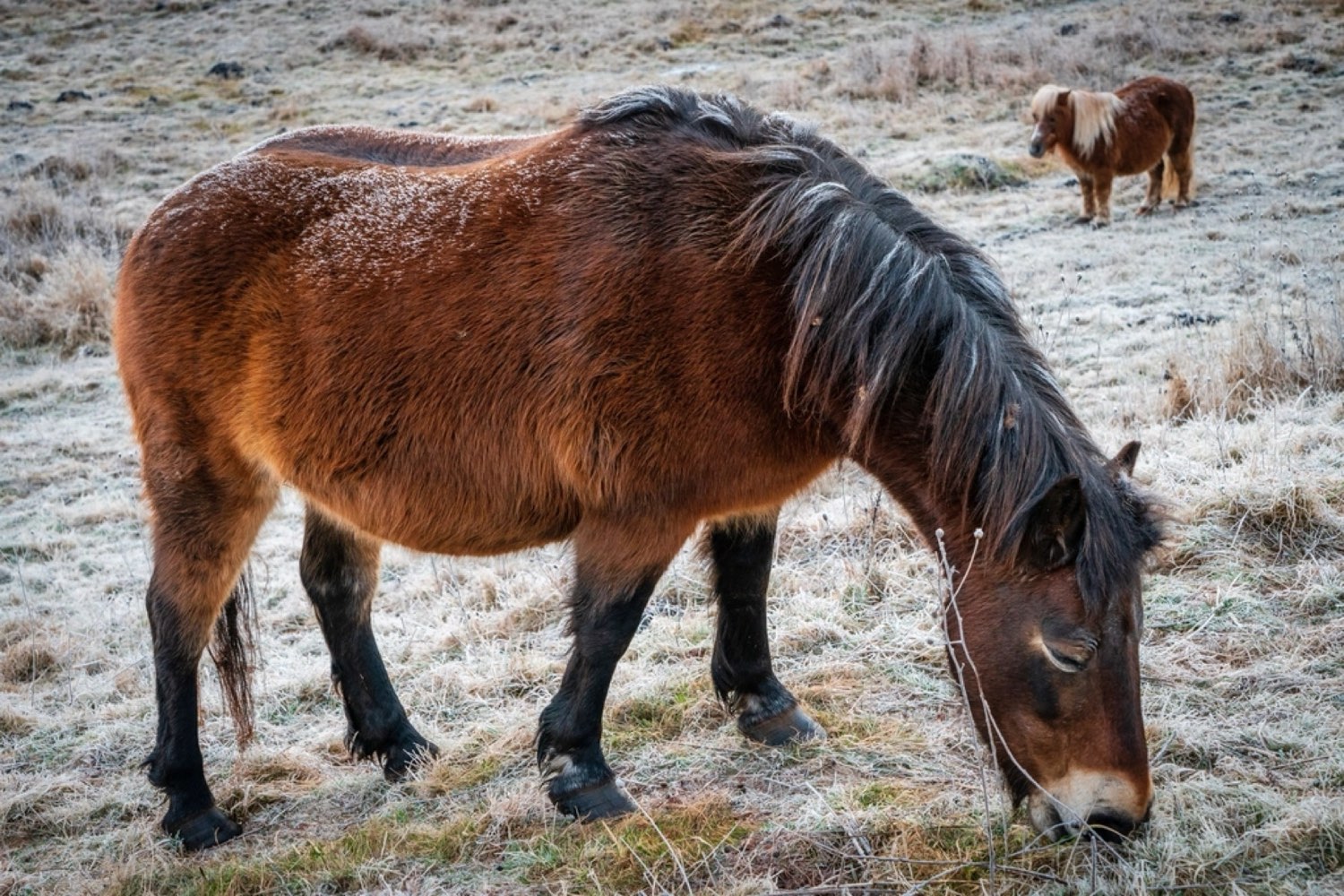 A pony grazing on a frosty morning