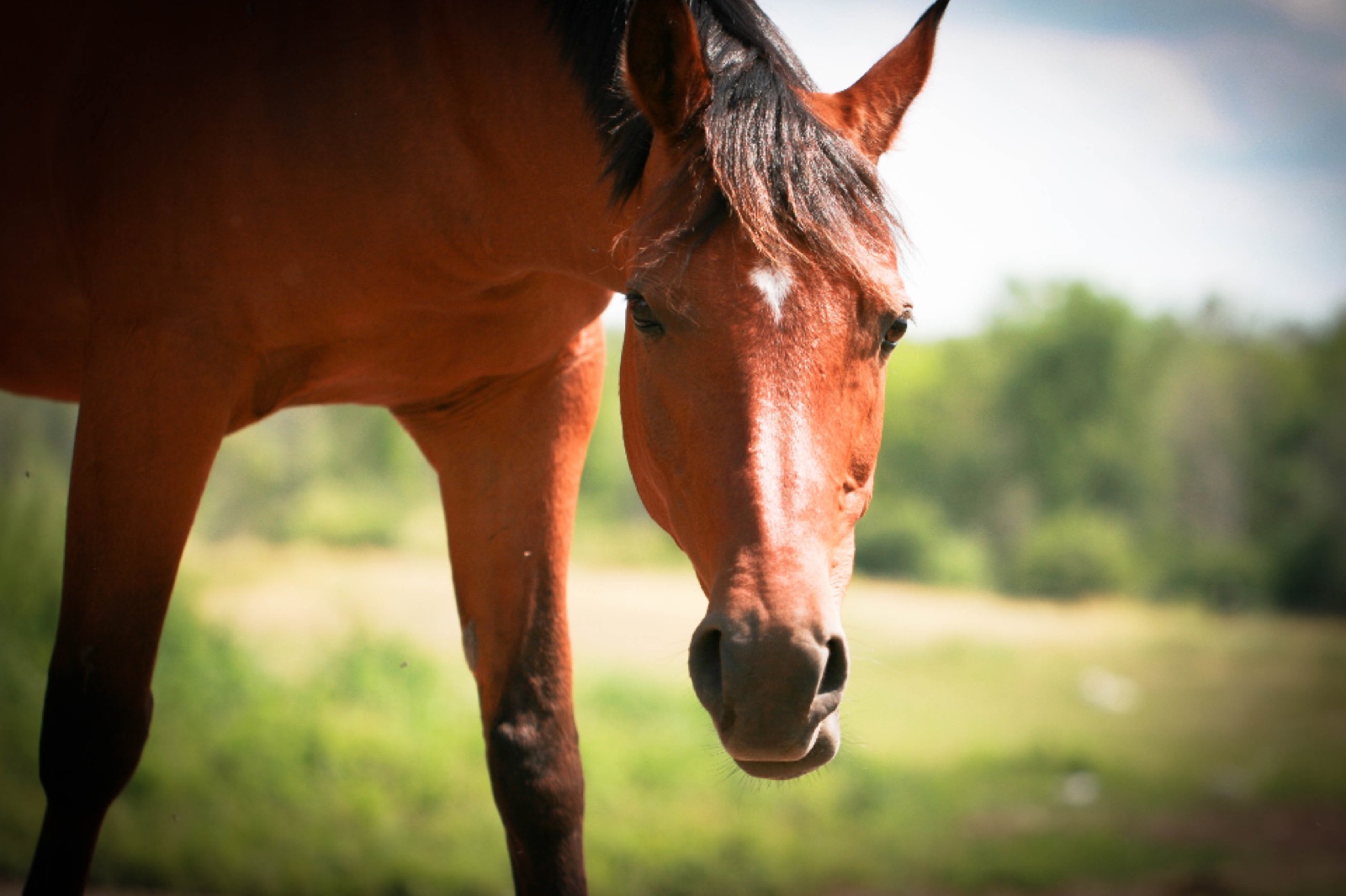 A bay horse lowering its head towards the camera in a green field